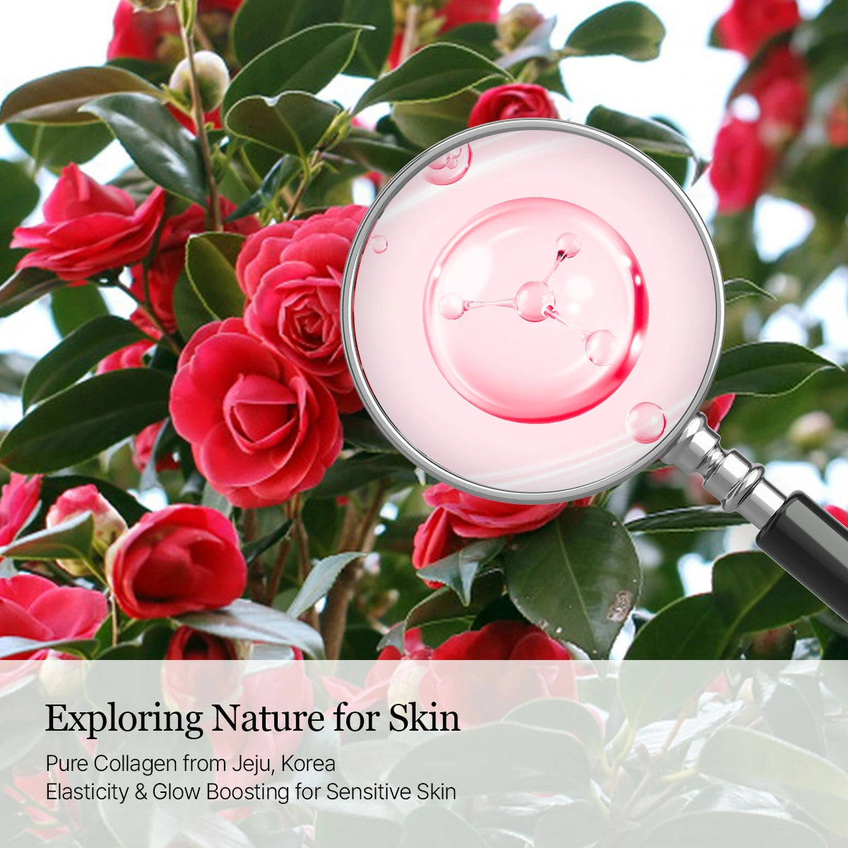 Round Lab - Camellia Deep Collagen Milky PDRN Toner [150ml]