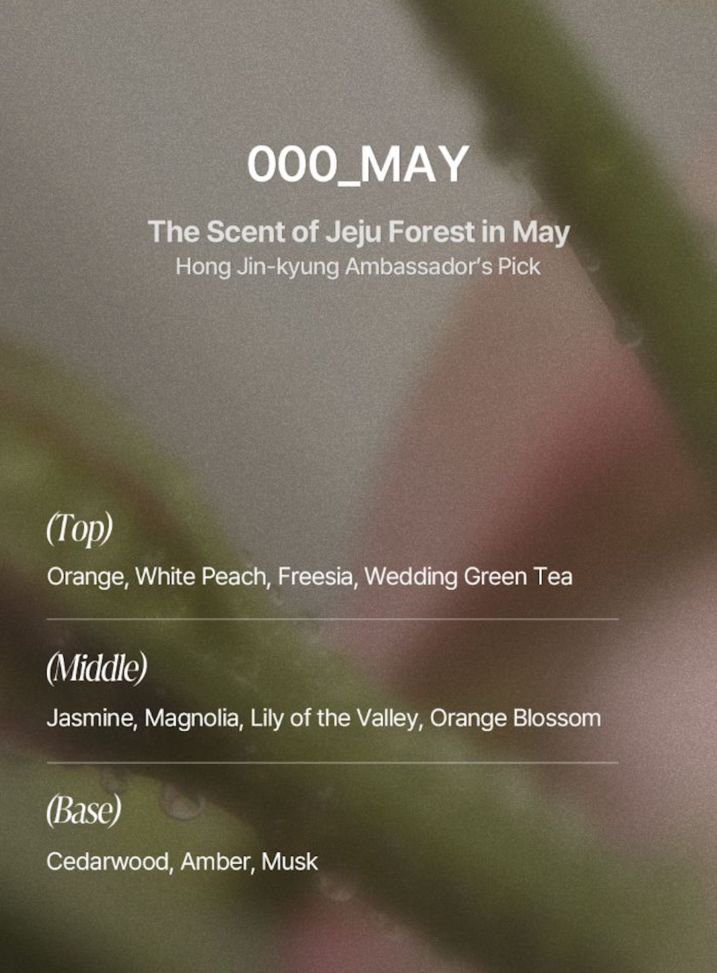 TAMZ - Signature Shampoo #MAY [500ml]